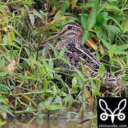 越冬組は数が少ないチュウジシギ。念のため、翼後縁や脇も確認しました。^^;