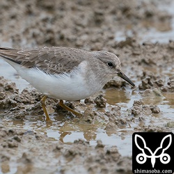 オジロトウネン第1回冬羽。