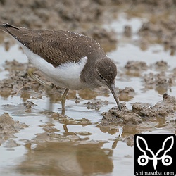 イソシギ第1回冬羽。一見地味ですが、羽に光が当たると美しく輝きます。