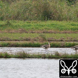 サカツラガン5羽。石垣島製糖で今期のサトウキビの状況などを取材していたら上空を飛んで行った。社に戻る途中、飛び去っと方角の田んぼに行ったらいた。