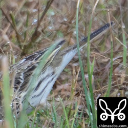 マキバタヒバリの上尾筒。タヒバリやムネアカタヒバリとは模様の入り方などが違うようです。