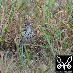 双眼鏡に最初に入ったときのマキバタヒバリはこのような姿。白っぽい胸に目立つ縦斑を見た瞬間「ドキッ」としました。