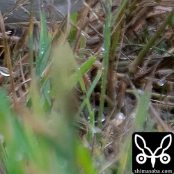 分かりにくいですが、写真中央に長く伸び、黒ずむ後趾の爪。