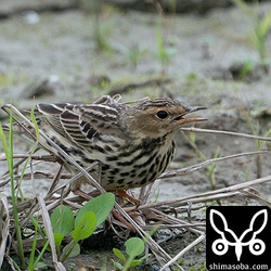 こちらはムネアカタヒバリ冬羽。