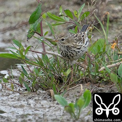 小さな体で草をよっこらせと乗り越える。