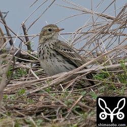 マキバタヒバリの胸の斑紋は点線状です。
