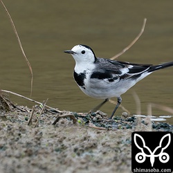 ホオジロハクセキレイ夏羽から冬羽へ。