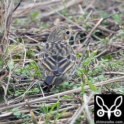タヒバリなどにくらべると白っぽいマキバタヒバリですが、背面しか見えないと白さが目立ちません。