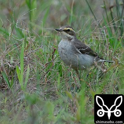 (キマユ)ツメナガセキレイ第1回冬羽。