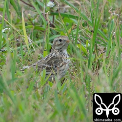 こんなかんじで草の中にいることが多いマキバタヒバリですが、根気よく探せば見つかります。
