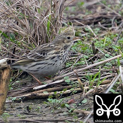 なかなか全身が見えません。