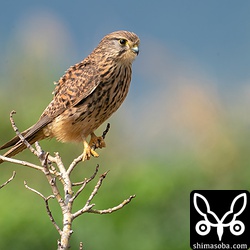 近かったチョウゲンボウのメス第1回冬羽。