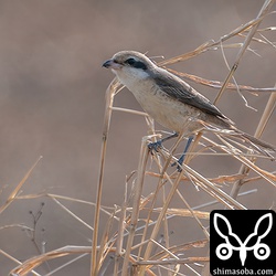 シマアカモズのオス第1回冬羽。シマアカモズは成鳥から幼鳥までバリエーションに富んだ個体が越冬しています。