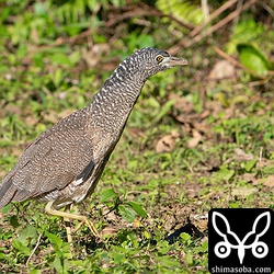 ズグロミゾゴイの幼鳥。そろそろ成鳥羽に換わる時期ですが、この個体はまだ成鳥羽が出ていません。