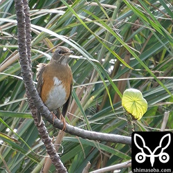 アカハラ第1回冬羽。3羽が田んぼにいました。