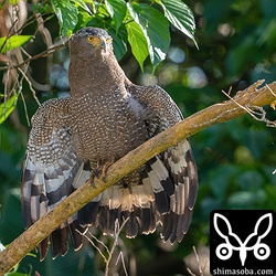 暖かい陽気に誘われて翼を乾かすカンムリワシ。