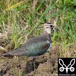 タゲリ第1回冬羽。3羽が田んぼで休んでいました。