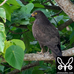 幼鳥のころに比べ体ががっしりしてきた気がします。