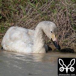 コハクチョウはイグサの田んぼに浮かびながら雑草を食っていました。背中にはテントウムシが乗っています。