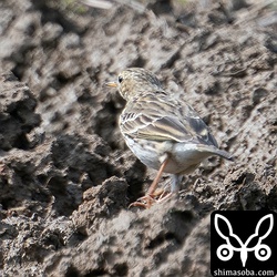 多少はマシかと思えば、肝心のマキバタヒバリはあちらも向いている…。^^;