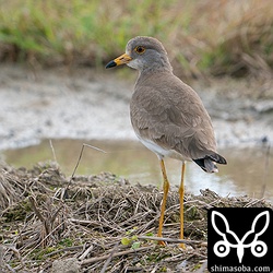 沖縄への飛来が少ないケリ。第1回冬羽。
