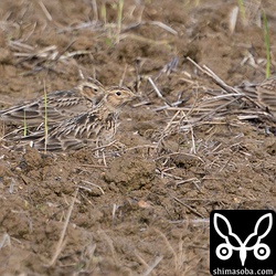 ヒバリは6羽滞在。写真には3羽写っています。6羽とも全て第1回冬羽です。