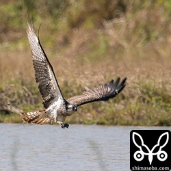 水浴び後のミサゴのメス。