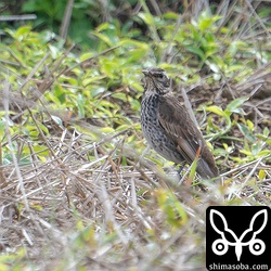 ツグミのメス第1回冬羽。上のアカハラと共に5羽が田んぼで採餌していました。