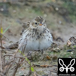 今のところで一番可愛らしいマキバタヒバリの写真が撮れました。