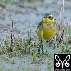 (キマユ)ツメナガセキレイ成鳥冬羽。幼鳥、成鳥合わせて10羽ほどが一緒に行動していました。