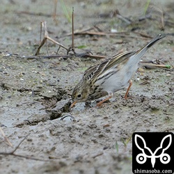 草の隙間を歩き回ったり、地面の割れ目を覗き込んだりして小さな虫を探していました。