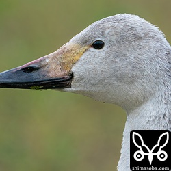 昨年末、沖縄本島に滞在していた個体の写真を頂戴して比較しましたが別個体のようです。