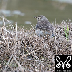 タヒバリも数羽交じっていました。