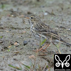 きれいに全身が撮れたと思ったら手前に草がかぶっていましたが、マキバタヒバリの特徴である長く直線的な後趾の爪は写っていました。識別に役立ちますがここを見られる状況ならほかでも識別できていると思われます。^^;