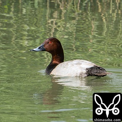 ホシハジロのオス生殖羽。 `九州に行けば死ぬほどいます <https://shimasoba.com/blog/1537/>`_ が沖縄では少ない飛来です。
