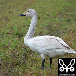 南国生活を満喫中のコハクチョウ幼鳥。サカツラガンの群れまで3.5キロと以前より近くなりました。幼鳥単独では心許ないので合流して欲しいですね。