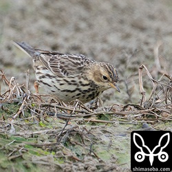 群れのメインはムネアカタヒバリです。