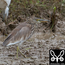 長期越冬中のアカガシラサギ。同じエリアにもう1羽の越冬個体がいますがそちらは警戒心が強い。