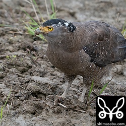 何か小さな獲物を食っていたカンムリワシ。