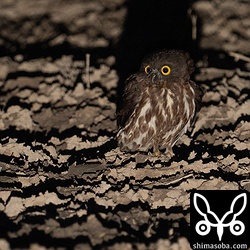 ヤマシギを探していたら地上で獲物を待ち構えるアオバズクを発見。鳴き声でリュウキュウアオバズクなのかアオバズクなのか確認しましたが、コールバックしてくれずどちらの亜種かは不明。