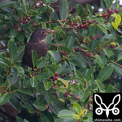 驚いてガジュマルの中に隠れたと思うとひょこっと現れます。