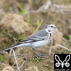 タイワンハクセキレイ第1回冬羽。