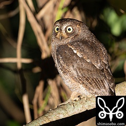 日ごろ、夜探で回らないポイントを回ってみたら思いのほか、このリュウキュウコノハズクの密度が高かったです。夜探ルートに加えよう。