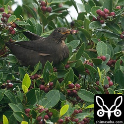 こちらも黒く熟した実を食べています。