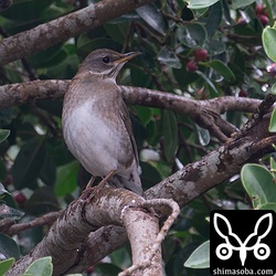 シロハラのメス第1回冬羽。