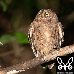 この個体はいつも見ているリュウキュウコノハズクと模様がずいぶん違うので口笛でリュウキュウコノハズクの真似をしてコールバックを試みましたが、無反応。リュウキュウなのか本土のコノハズクなのかはたまた他の亜種なのか気になりますね。

**1月25日追記**

羽屋さんに教えていただいた情報を共有します。コノハズクとリュウキュウコノハズクでは初列風切の外弁の斑の数が違うそうです。羽根識別図鑑(文一総合出版)を見ると確かにリュウキュウコノハズクの方がコノハズクより密にあります。よってこの個体はリュウキュウコノハズクの珍しいバリエーションの一つということになります。