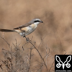シマアカモズの成鳥オス。