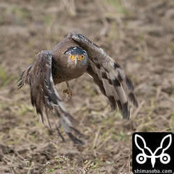 食事を終えて飛び立つカンムリワシの成鳥メス。