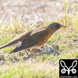 警戒心のないアカハラ成鳥オス。