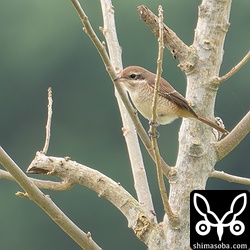シマアカモズのメス第1回冬羽。